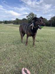 Reunited Female Dog last seen Rancho Verde, Crowley, TX 76036