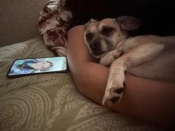 Reunited Female Dog last seen Near S wheeling way, Aurora, CO 80012