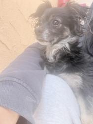 Lost Female Dog last seen Near w 39th street, Los Angeles, CA 90062