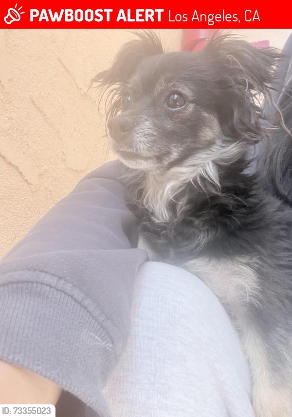 Lost Female Dog last seen Near w 39th street, Los Angeles, CA 90062