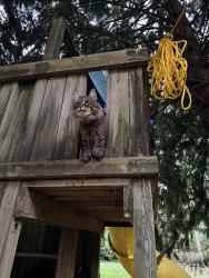 Lost Male Cat last seen Near street 106 avenue, Maple Ridge, BC V2W 1M6