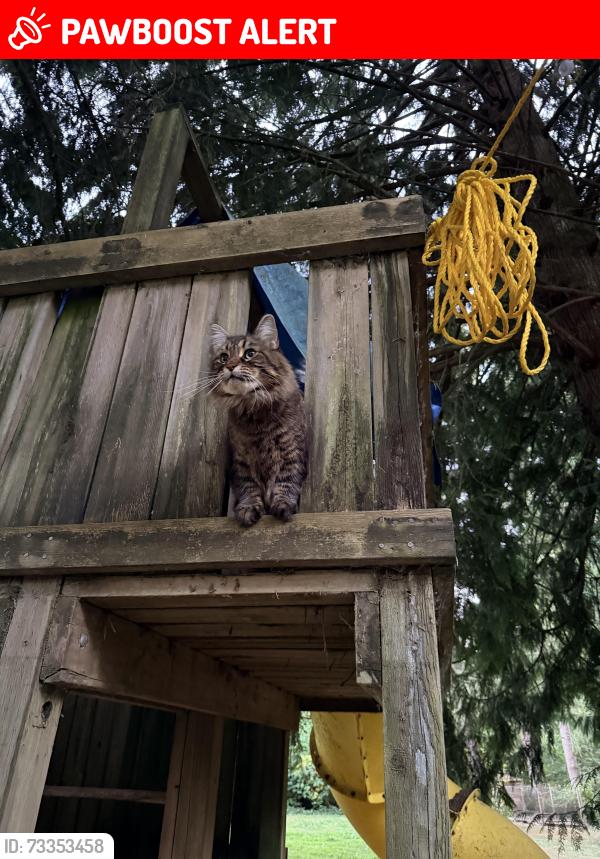 Lost Male Cat last seen Near street 106 avenue, Maple Ridge, BC V2W 1M6