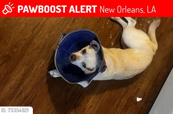 Lost Female Dog last seen In the area of harmony oaks, New Orleans, LA 70115