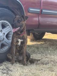 Found/Stray Male Dog last seen N. Morgan Rd, Oklahoma City, OK 73008