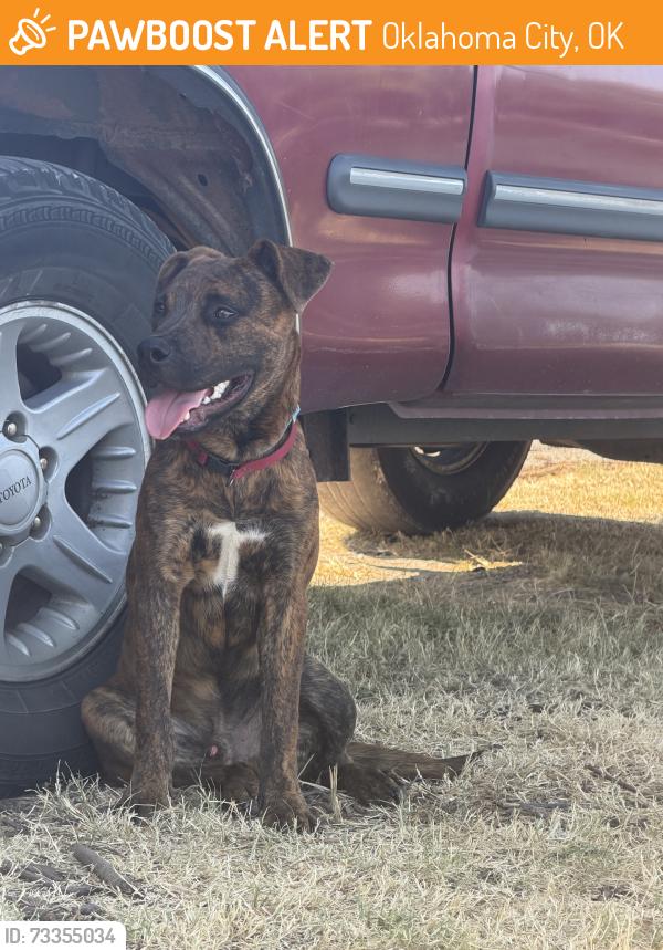 Found/Stray Male Dog last seen N. Morgan Rd, Oklahoma City, OK 73008
