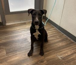 Shelter Stray Male Dog last seen Near Puterbaugh Street, San Diego, CA, 92103, 5500 Gaines St, San Diego, CA 92110, USA