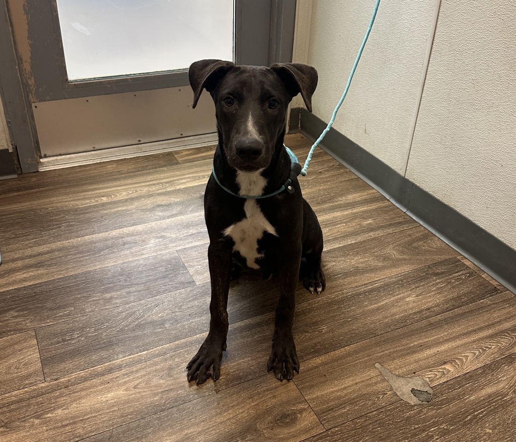 Shelter Stray Male Dog last seen Near Puterbaugh Street, San Diego, CA, 92103, 5500 Gaines St, San Diego, CA 92110, USA
