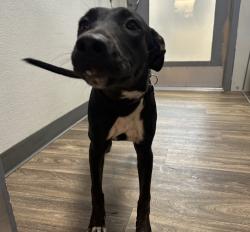 Shelter Stray Female Dog last seen Near Puterbaugh Street, San Diego, CA, 92103, 5500 Gaines St, San Diego, CA 92110, USA