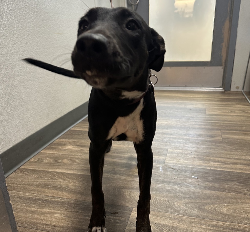 Shelter Stray Female Dog last seen Near Puterbaugh Street, San Diego, CA, 92103, 5500 Gaines St, San Diego, CA 92110, USA