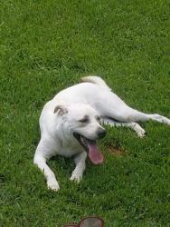 Reunited Male Dog last seen Near Chickasaw Dr, Montgomery, TX 77316, USA, Montgomery, TX 77316