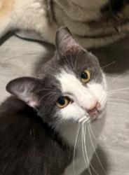 Reunited Male Cat last seen Forest hills vet, Wilmington, NC 28405