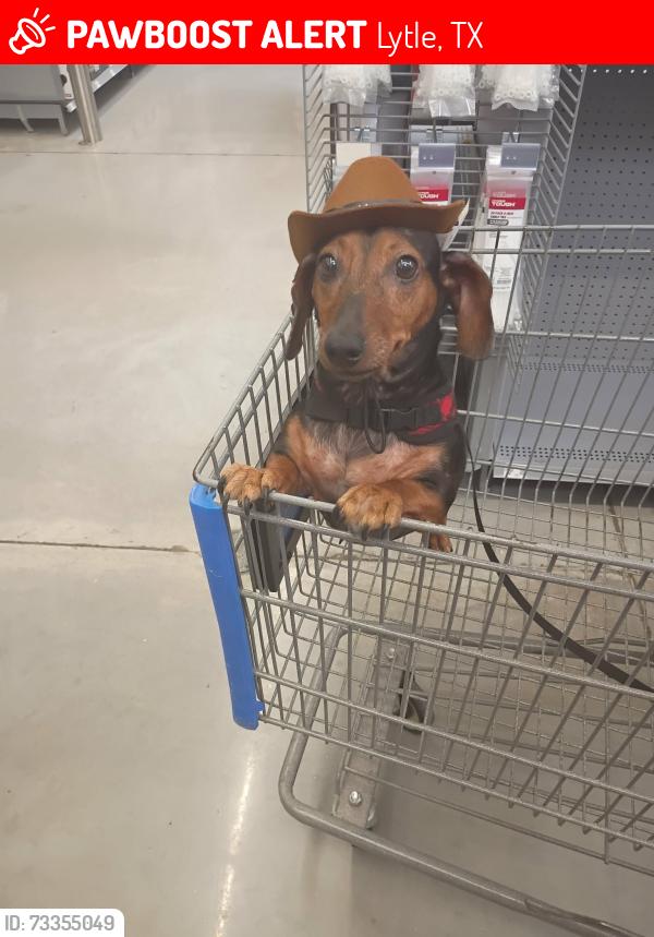 Lost Female Dog last seen Twin lakes, Lytle, TX 78052