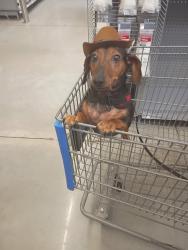 Lost Female Dog last seen Twin lakes, Lytle, TX 78052
