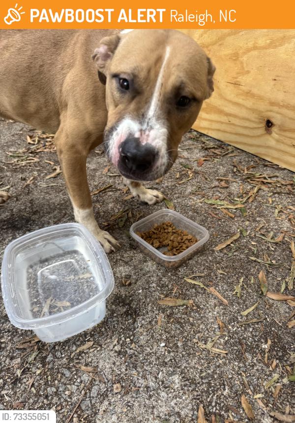 Found/Stray Male Dog last seen Bruce Circle, Raleigh, NC 27603