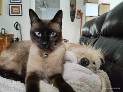 Reunited Male Cat last seen Tarpon Avenue, Tarpon Springs, FL 34689