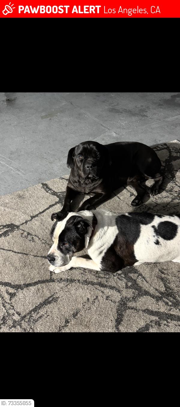 Lost Male Dog last seen 107th and grape strest, Los Angeles, CA 90002