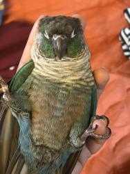 Reunited Male Bird last seen Dayton place, Shoreline, WA 98133