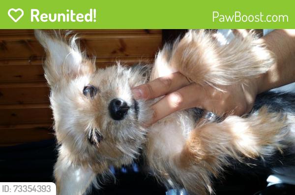 Reunited Male Dog last seen Hensley, Grand Prairie, TX 75050