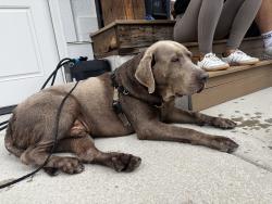 Found/Stray Male Dog last seen Burgie Hill Park, Midway, UT 84049