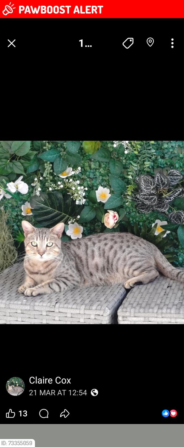 Lost Male Cat last seen Kingshill road, Swindon, England SN1 4LW