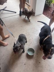 Reunited Unknown Dog last seen Near W Bexley Park Dr, Delray Beach, FL 33445, USA, Delray Beach, FL 33445