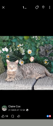 Lost Male Cat last seen Kingshill road, Swindon, England SN1 4LW