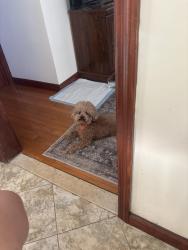 Reunited Female Dog last seen 67th Street & 6th Ave, Brooklyn, NY 11220