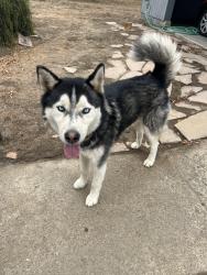 Reunited Male Dog last seen Nuevo, ca near yucca ave, Nuevo, CA 92567