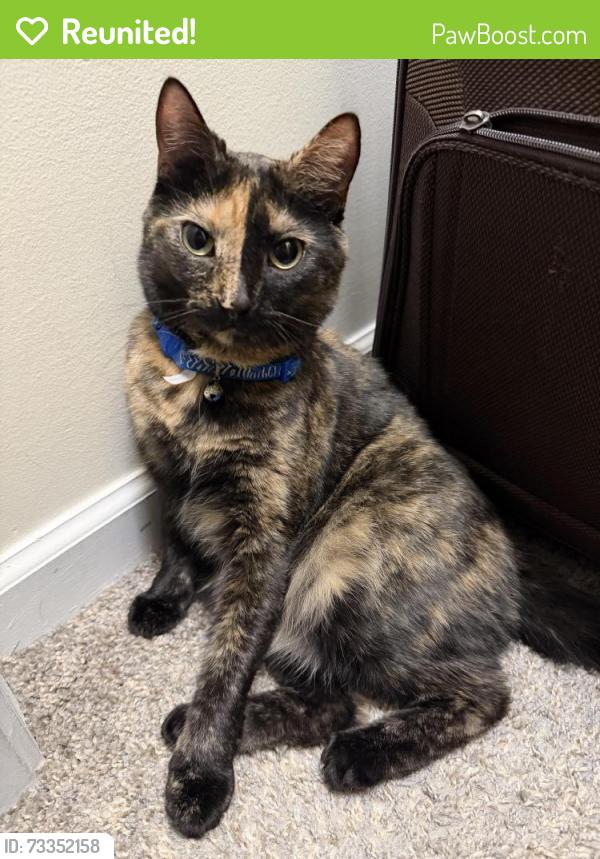 Reunited Female Cat last seen Near Single Leaf Cir Highpoint NC 27265, High Point, NC 27265