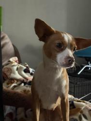 Found/Stray Female Dog last seen Archer and limonite, Jurupa Valley, CA 92509