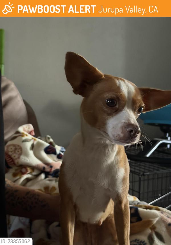 Found/Stray Female Dog last seen Archer and limonite, Jurupa Valley, CA 92509
