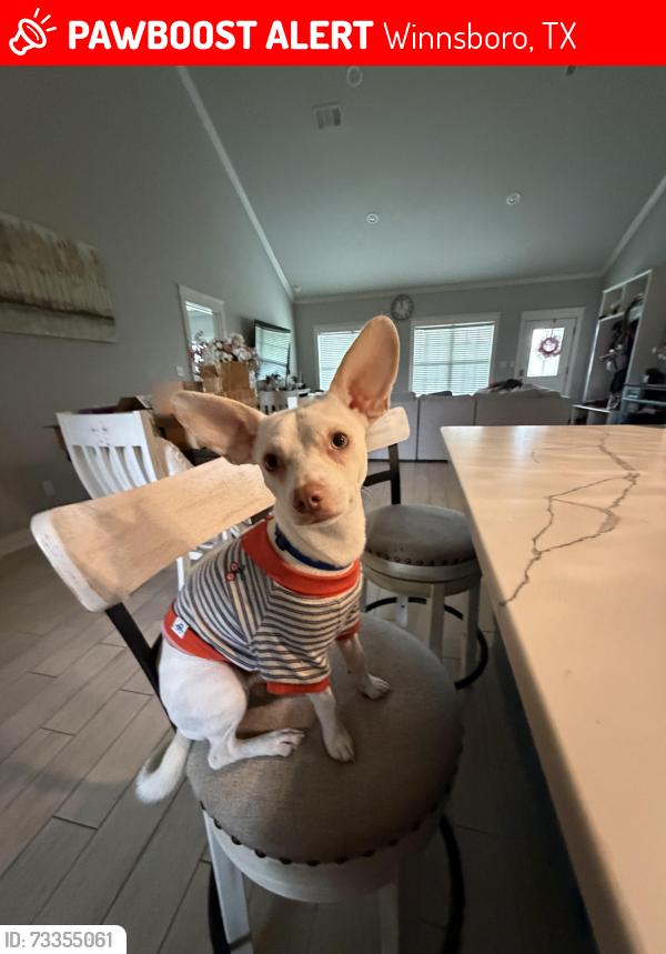 Lost Male Dog last seen pine street baptist church, Winnsboro, TX 75494