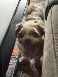 Reunited Male Dog last seen W University Dr & S Priest Dr, Tempe, AZ 85281
