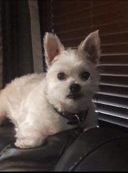 Lost Male Dog last seen Near lake Henry Ln Winter Haven., Winter Haven, FL 33881