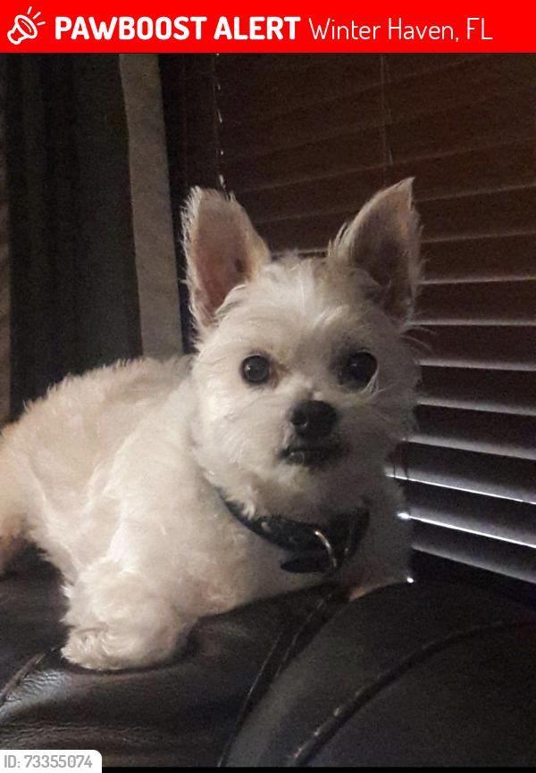 Lost Male Dog last seen Near lake Henry Ln Winter Haven., Winter Haven, FL 33881