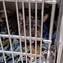 Shelter Stray Unknown Dog last seen , 1013 Garfield St, Oak Park, IL 60304, USA