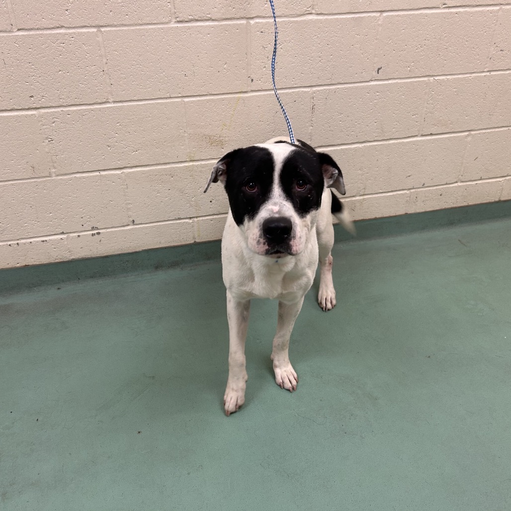 Shelter Stray Male Dog last seen , 2350 Appling City Cove, Memphis, TN 38133, USA