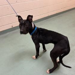 Shelter Stray Male Dog last seen , 2350 Appling City Cove, Memphis, TN 38133, USA