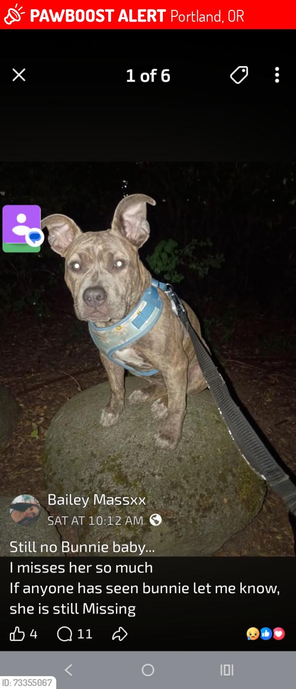 Lost Female Dog last seen Ne 16th St and NE irving st, Portland, OR 97232