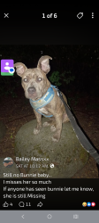 Lost Female Dog last seen Ne 16th St and NE irving st, Portland, OR 97232