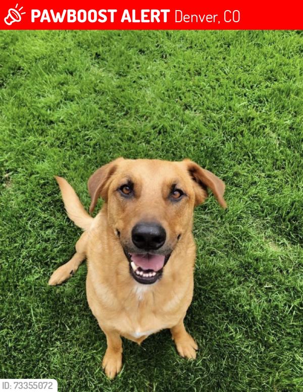 Lost Male Dog last seen Quebec just south of highline Canal Trail / Evans Ave, Denver, CO 80224