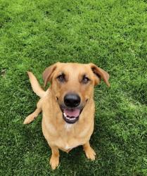 Lost Male Dog last seen Quebec just south of highline Canal Trail / Evans Ave, Denver, CO 80224