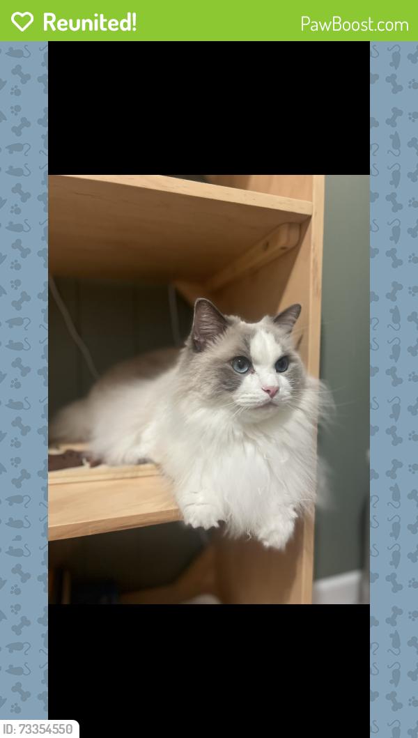 Reunited Male Cat last seen Westbury and Salisbury, Salisbury, NY 11590