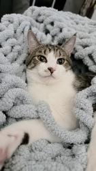 Reunited Male Cat last seen Williamson Reserve, Knightdale, NC 27545