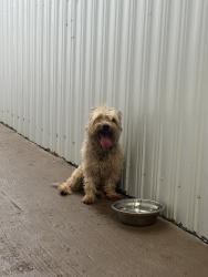 Lost Male Dog last seen hse, Miami, FL 33126