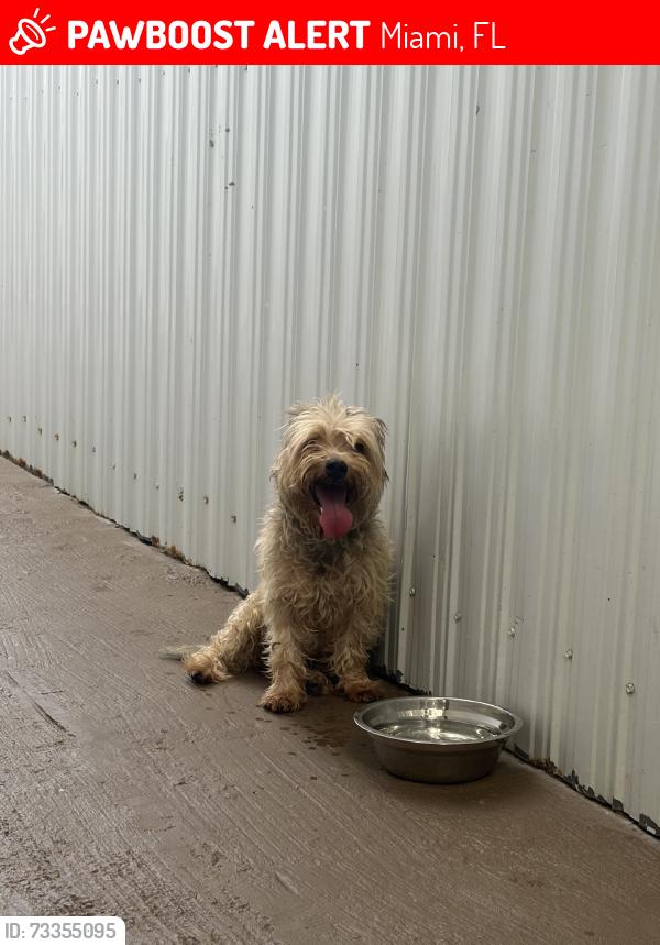 Lost Male Dog last seen hse, Miami, FL 33126