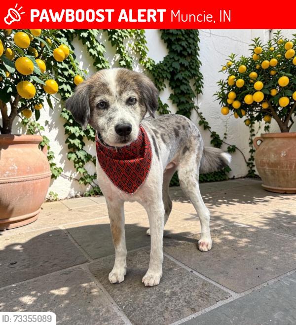 Lost Male Dog last seen W Moore rd and Everett rd, Muncie, IN 47304