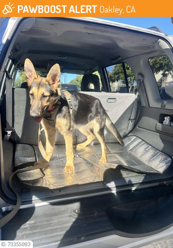 Found/Stray Female Dog last seen By ohara park middle school, Oakley, CA 94561