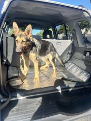 Found/Stray Female Dog last seen By ohara park middle school, Oakley, CA 94561