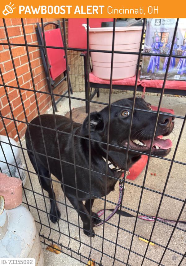Found/Stray Male Dog last seen Springdale Rd, Cincinnati, OH 45247